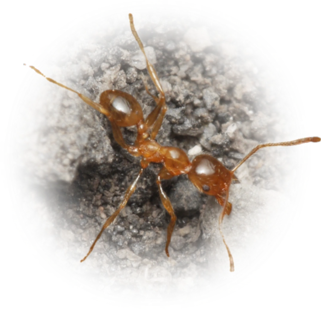 Scientific illustration of Pheidole pallidula (Pallid Big-headed Ant) - showing key identification features including head, thorax, and gaster.