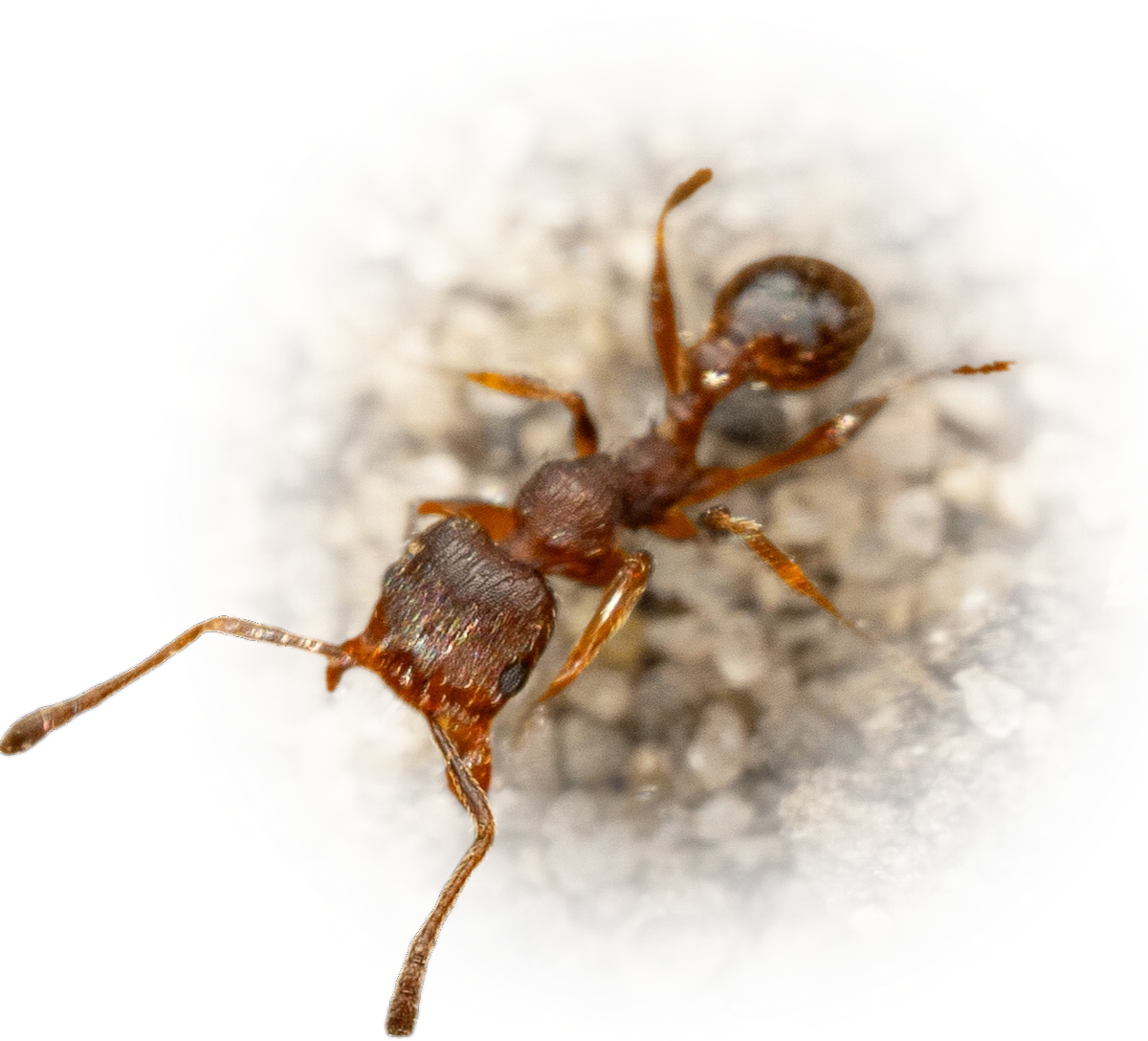 Scientific illustration of Pheidole pilifera (Hairy Big-headed Ant) - showing key identification features including head, thorax, and gaster.