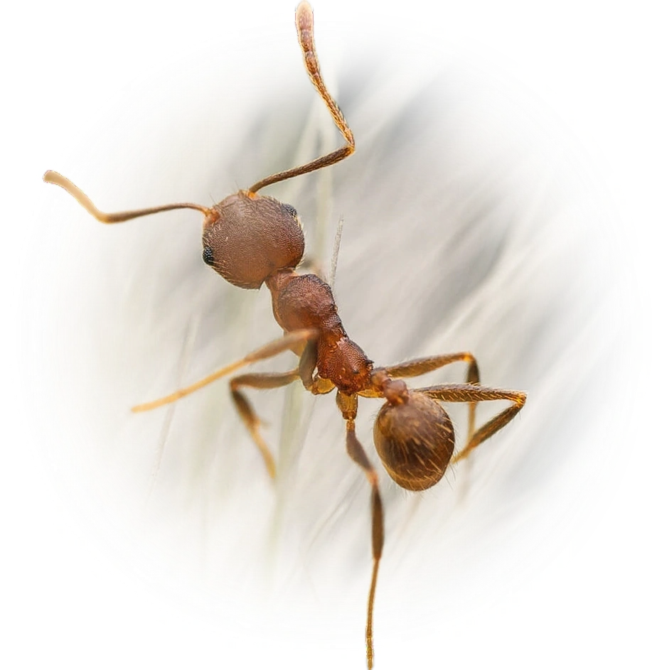Scientific illustration of Pheidole radoszkowskii ant - showing key identification features including head, thorax, and gaster.