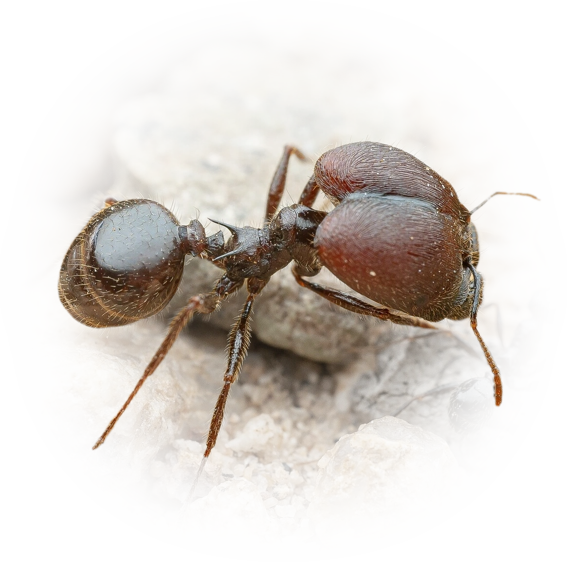 Scientific illustration of Pheidole rhea ant - showing key identification features including head, thorax, and gaster.