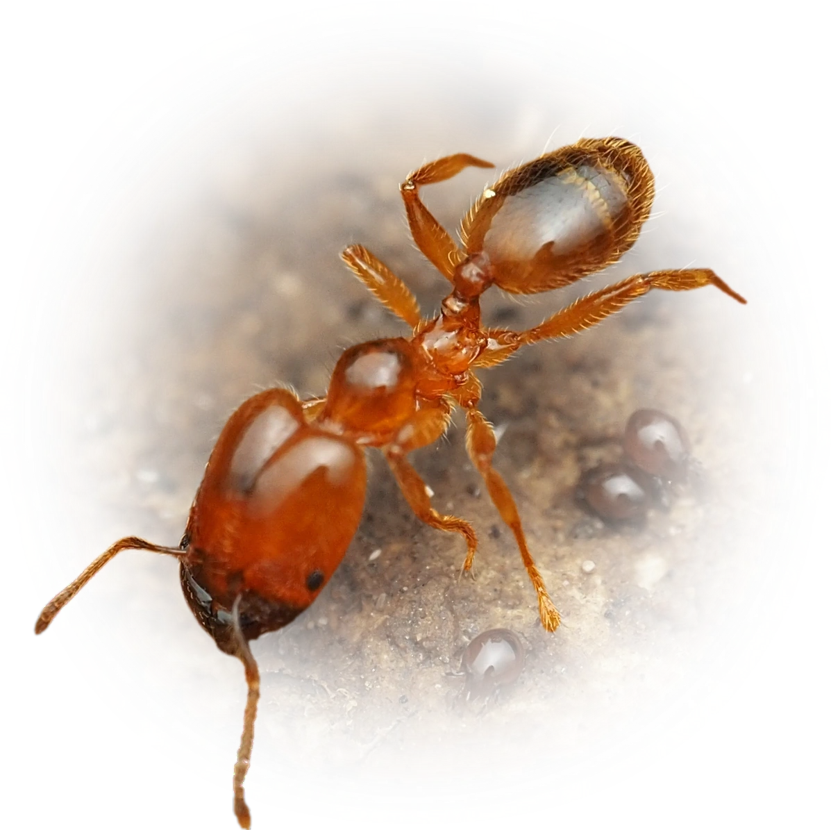 Scientific illustration of Pheidole subarmata ant - showing key identification features including head, thorax, and gaster.