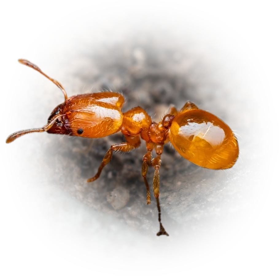 Scientific illustration of Pheidole tysoni (Tyson's Big-headed Ant) - showing key identification features including head, thorax, and gaster.