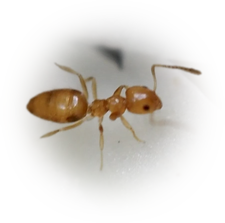 Scientific illustration of Plagiolepis alluaudi (Little Yellow Ant) - showing key identification features including head, thorax, and gaster.