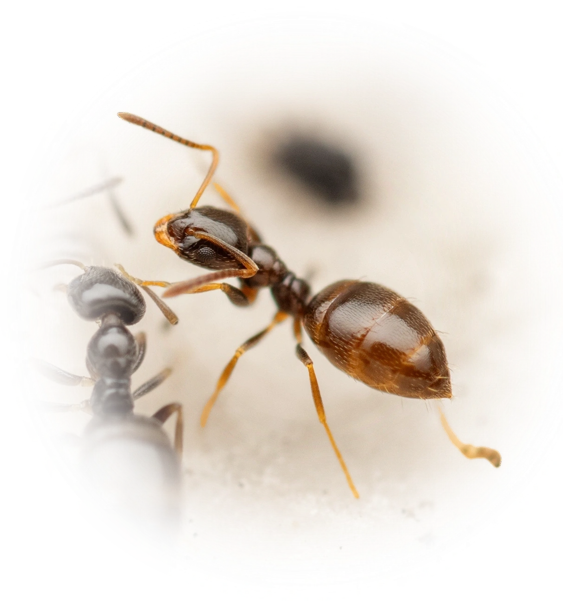 Scientific illustration of Plagiolepis pygmaea ant - showing key identification features including head, thorax, and gaster.