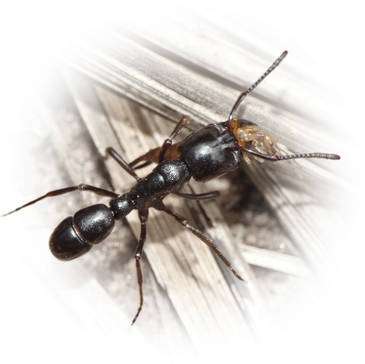 Scientific illustration of Plectroctena mandibularis (Ringbum Millipede Muncher Ant) - showing key identification features including head, thorax, and gaster.