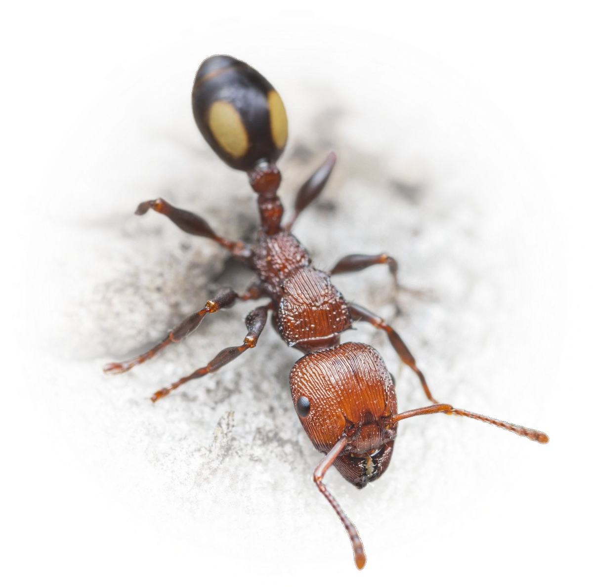 Scientific illustration of Podomyrma adelaidae (spotted muscleman tree ant) - showing key identification features including head, thorax, and gaster.