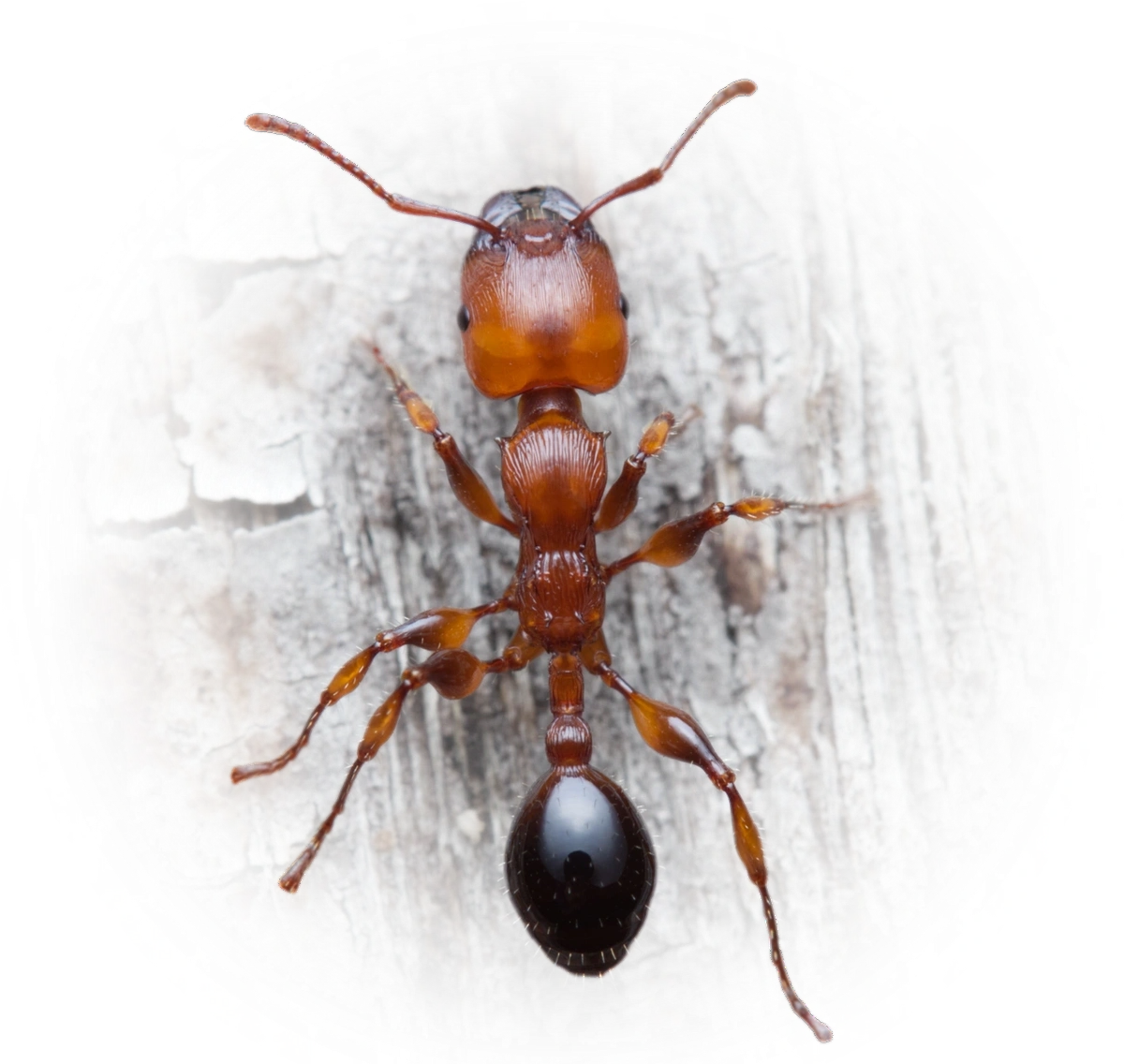 Scientific illustration of Podomyrma gratiosa (Muscleman Tree ant) - showing key identification features including head, thorax, and gaster.