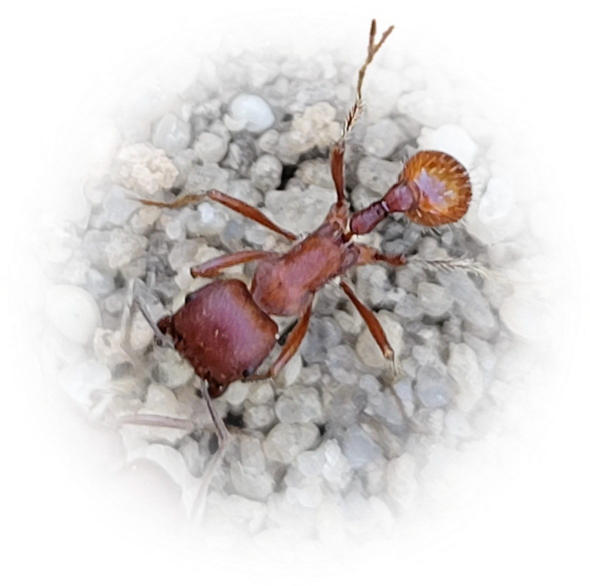 Scientific illustration of Pogonomyrmex badius (Florida Harvester Ant) - showing key identification features including head, thorax, and gaster.