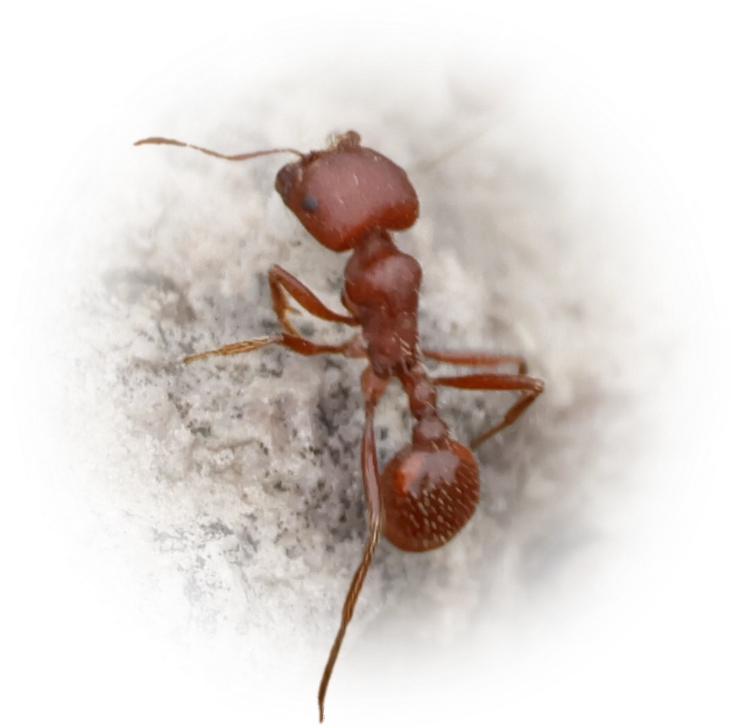 Scientific illustration of Pogonomyrmex barbatus (Red Harvester Ant) - showing key identification features including head, thorax, and gaster.