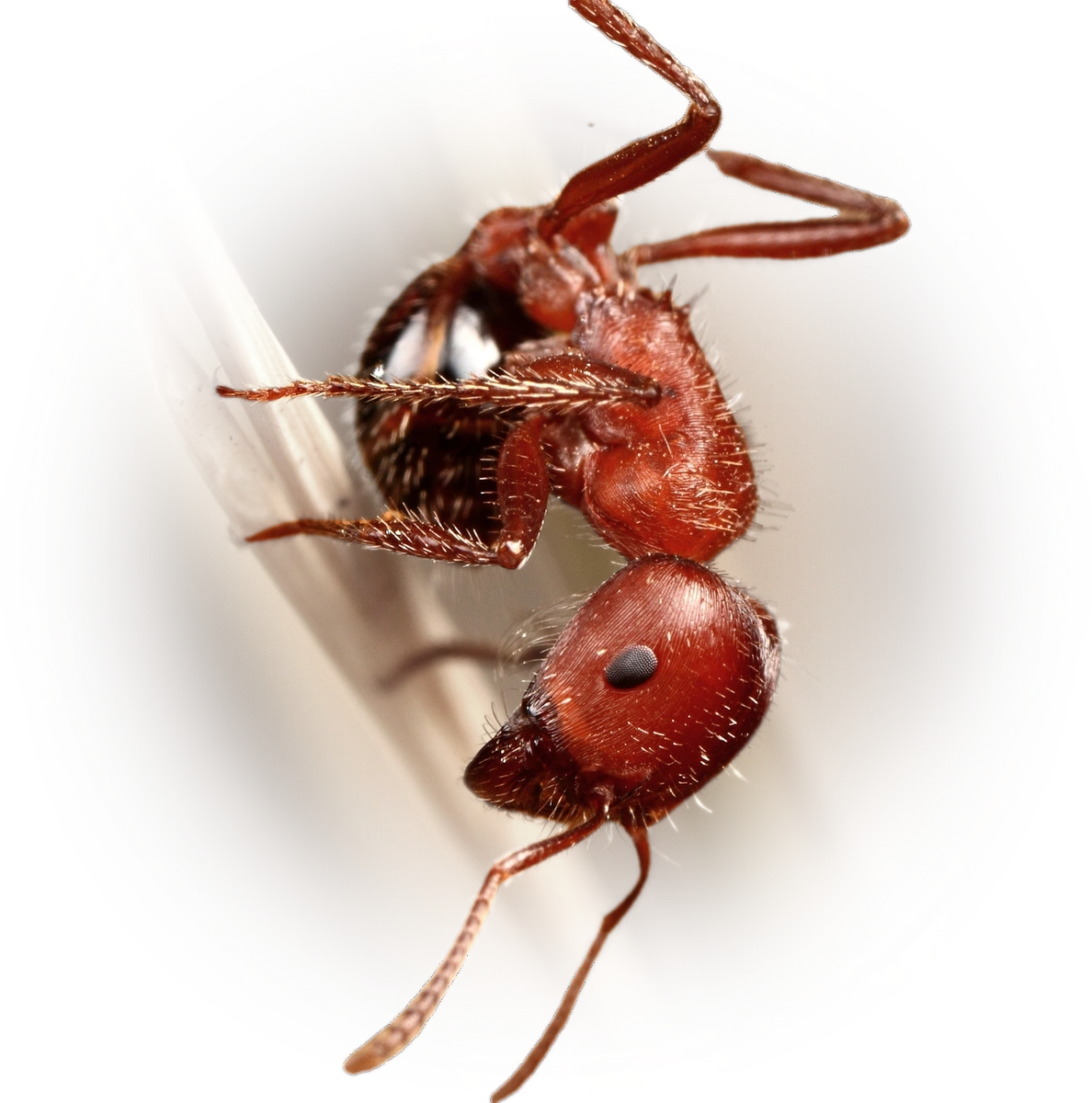 Scientific illustration of Pogonomyrmex bicolor (Bicolored Harvester Ant) - showing key identification features including head, thorax, and gaster.