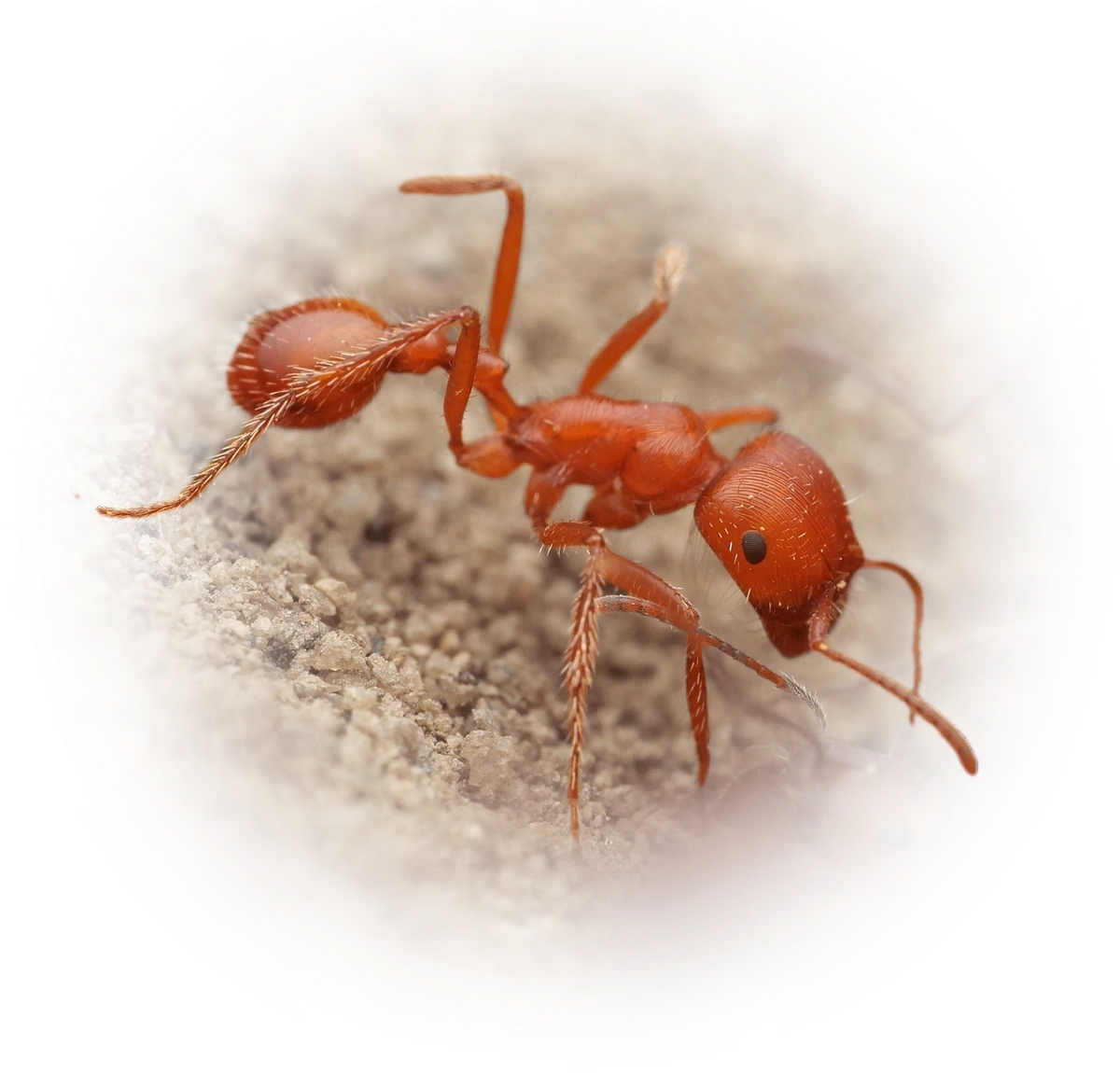Scientific illustration of Pogonomyrmex californicus (California Harvester Ant) - showing key identification features including head, thorax, and gaster.