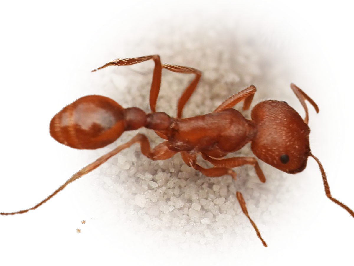 Scientific illustration of Pogonomyrmex comanche (Comanche harvester ant) - showing key identification features including head, thorax, and gaster.