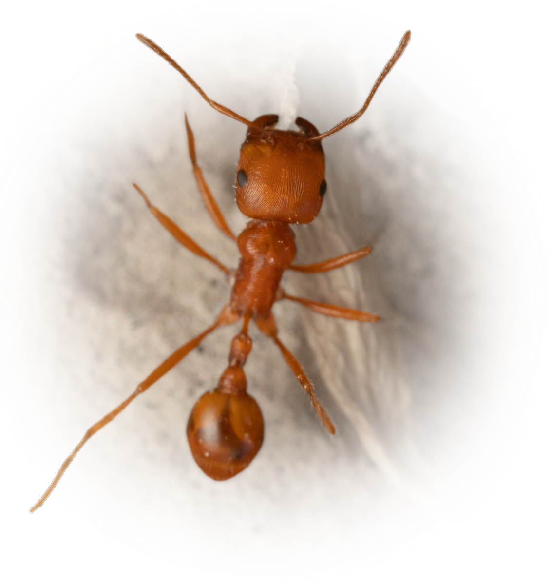 Scientific illustration of Pogonomyrmex maricopa (Maricopa Harvester Ant) - showing key identification features including head, thorax, and gaster.