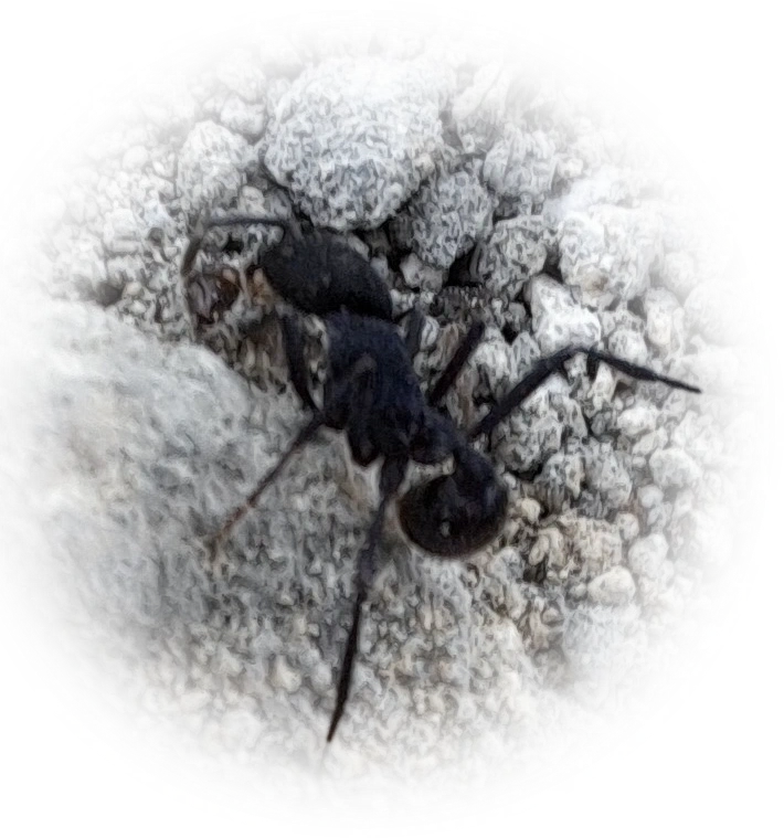 Scientific illustration of Pogonomyrmex mayri ant - showing key identification features including head, thorax, and gaster.