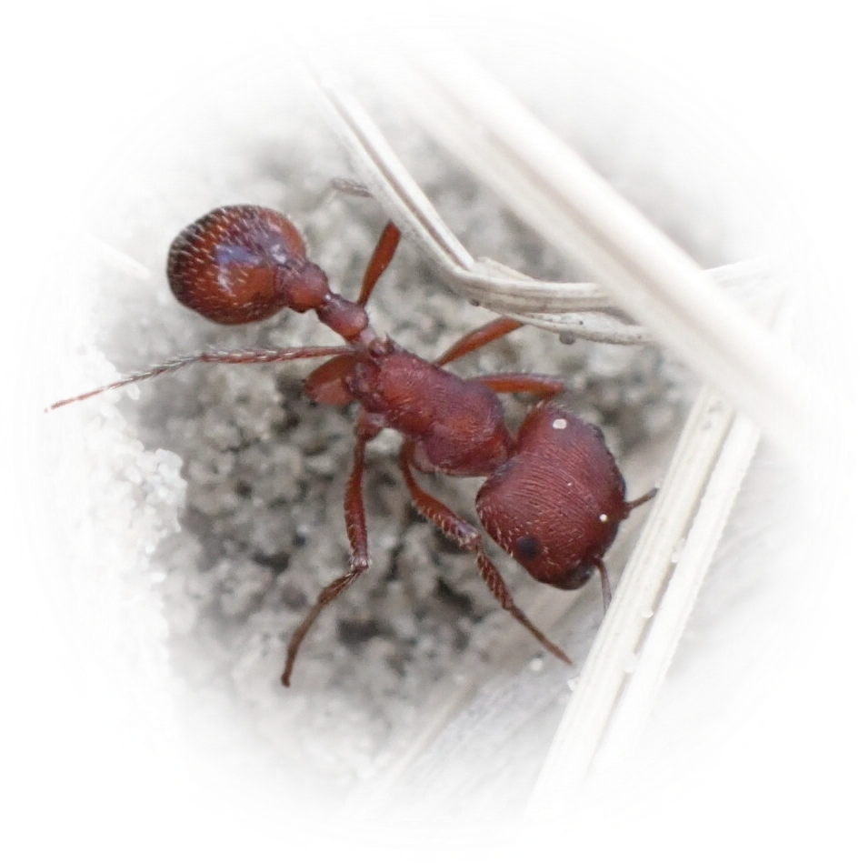 Scientific illustration of Pogonomyrmex occidentalis (Western Harvester Ant) - showing key identification features including head, thorax, and gaster.