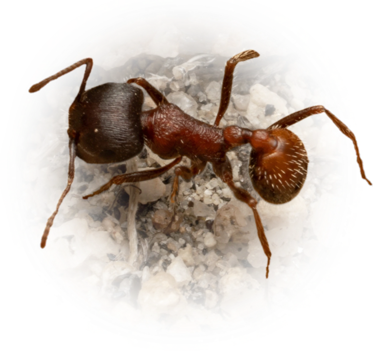 Scientific illustration of Pogonomyrmex rugosus (Rough Harvester Ant) - showing key identification features including head, thorax, and gaster.