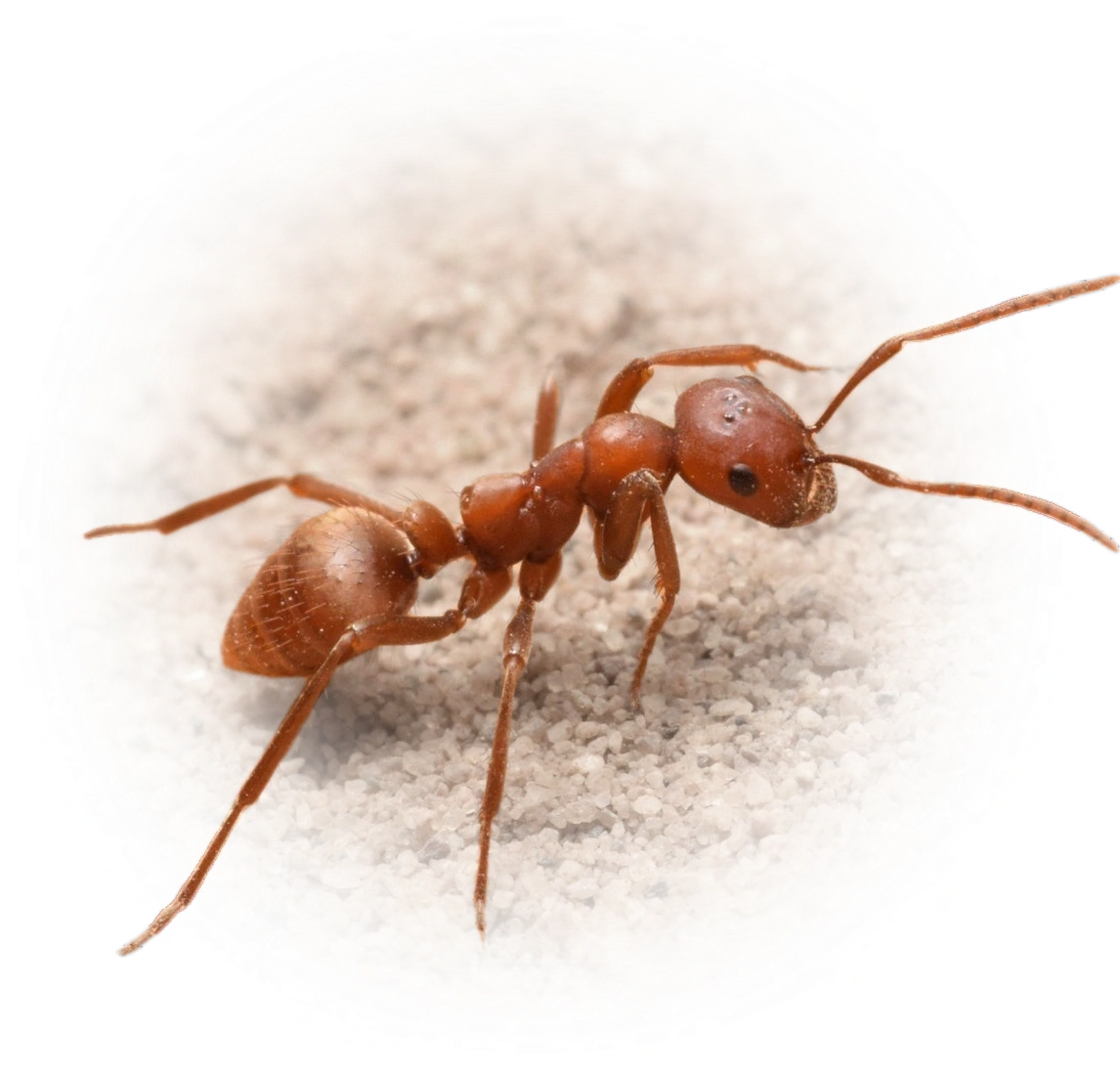 Scientific illustration of Polyergus rufescens (European Amazon Ant) - showing key identification features including head, thorax, and gaster.