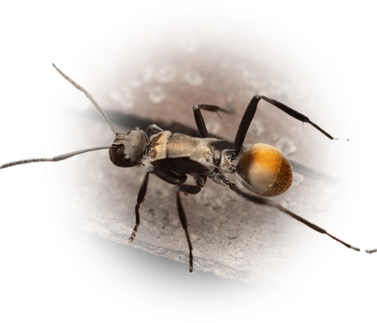 Scientific illustration of Polyrhachis ammon (Golden-tailed Spiny Ant) - showing key identification features including head, thorax, and gaster.