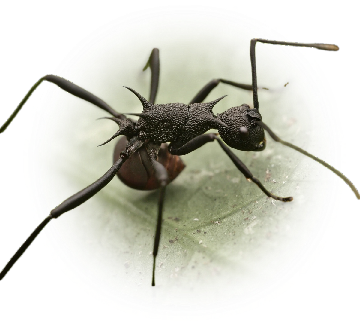Scientific illustration of Polyrhachis armata (Armed Spiny Ant) - showing key identification features including head, thorax, and gaster.