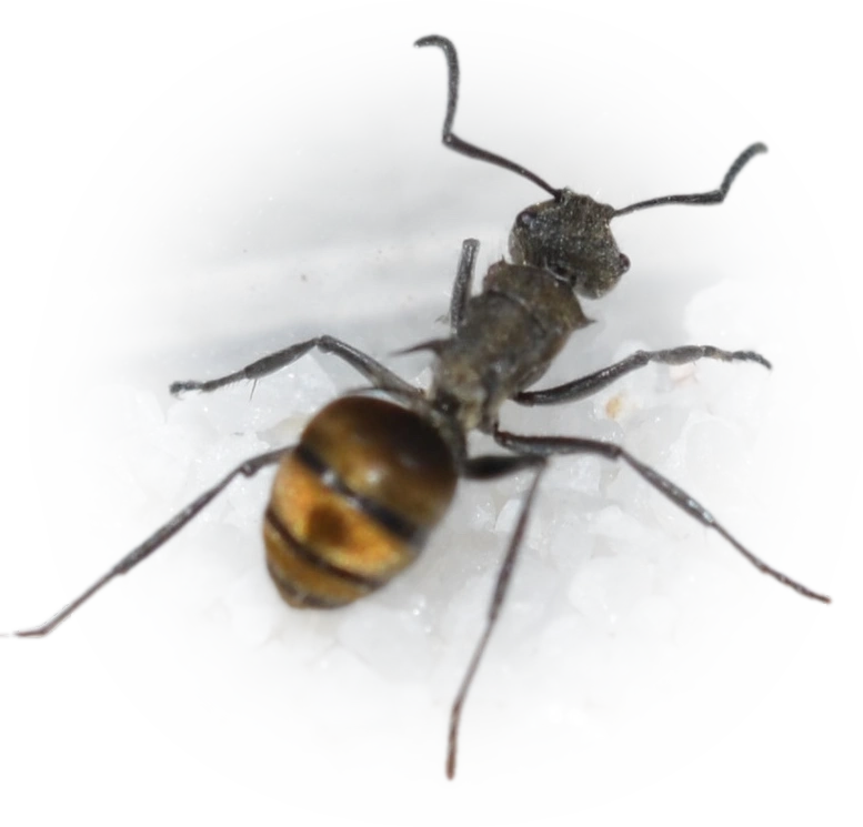 Scientific illustration of Polyrhachis aurea ant - showing key identification features including head, thorax, and gaster.