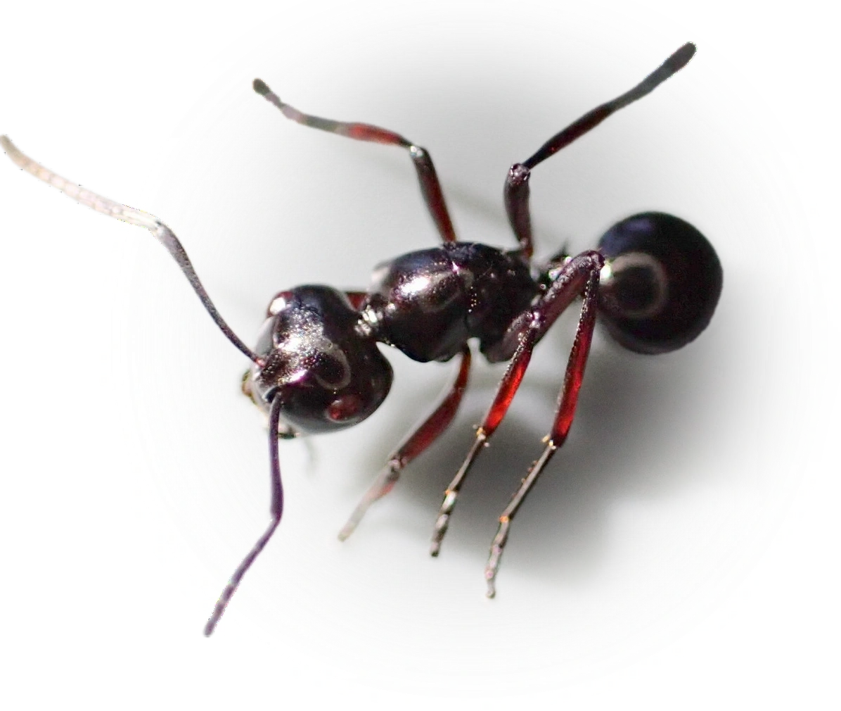 Scientific illustration of Polyrhachis australis ant - showing key identification features including head, thorax, and gaster.