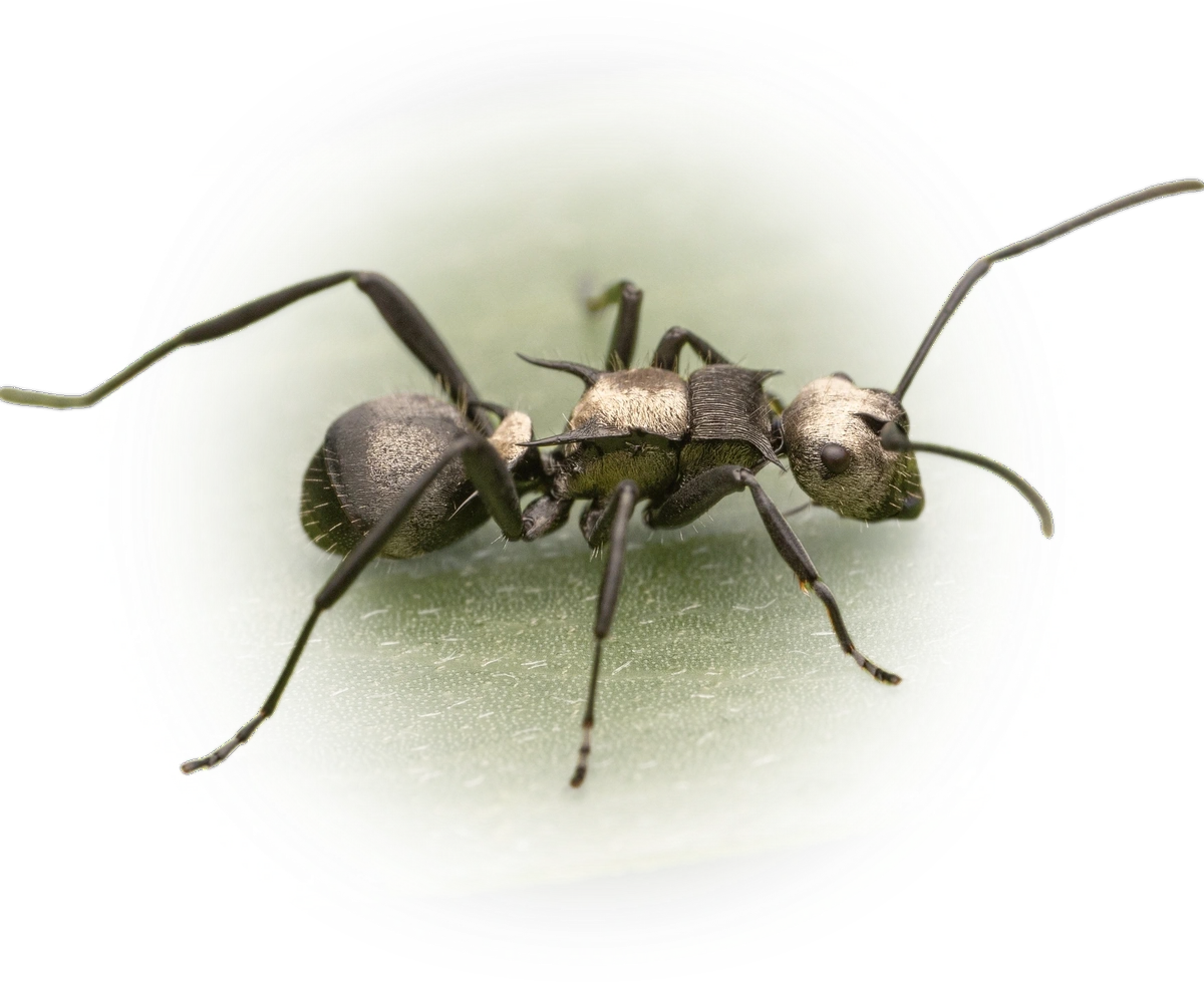 Scientific illustration of Polyrhachis daemeli (Daemel's Spiny Ant) - showing key identification features including head, thorax, and gaster.