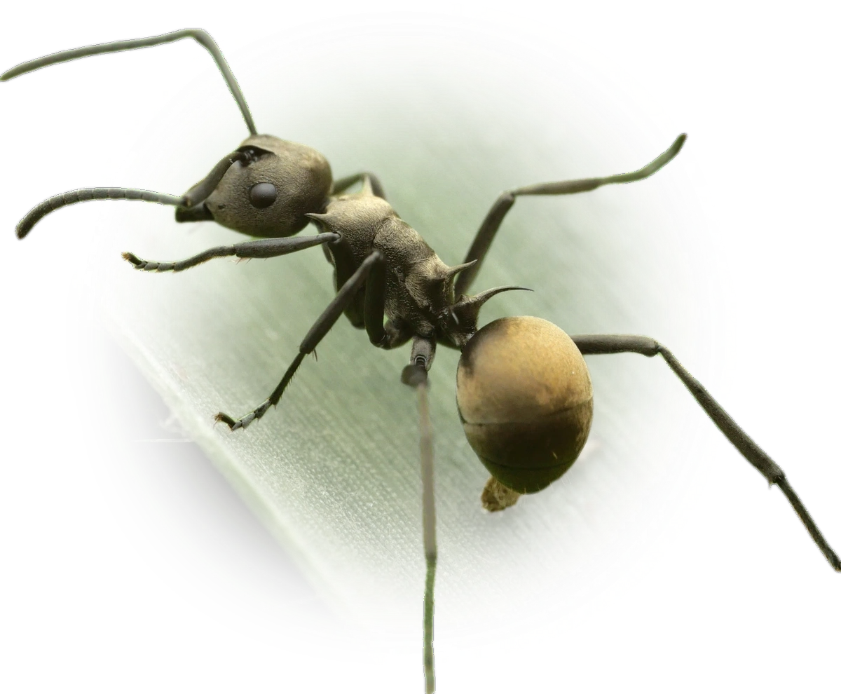 Scientific illustration of Polyrhachis dives (Rich Spiny Sugar ant) - showing key identification features including head, thorax, and gaster.