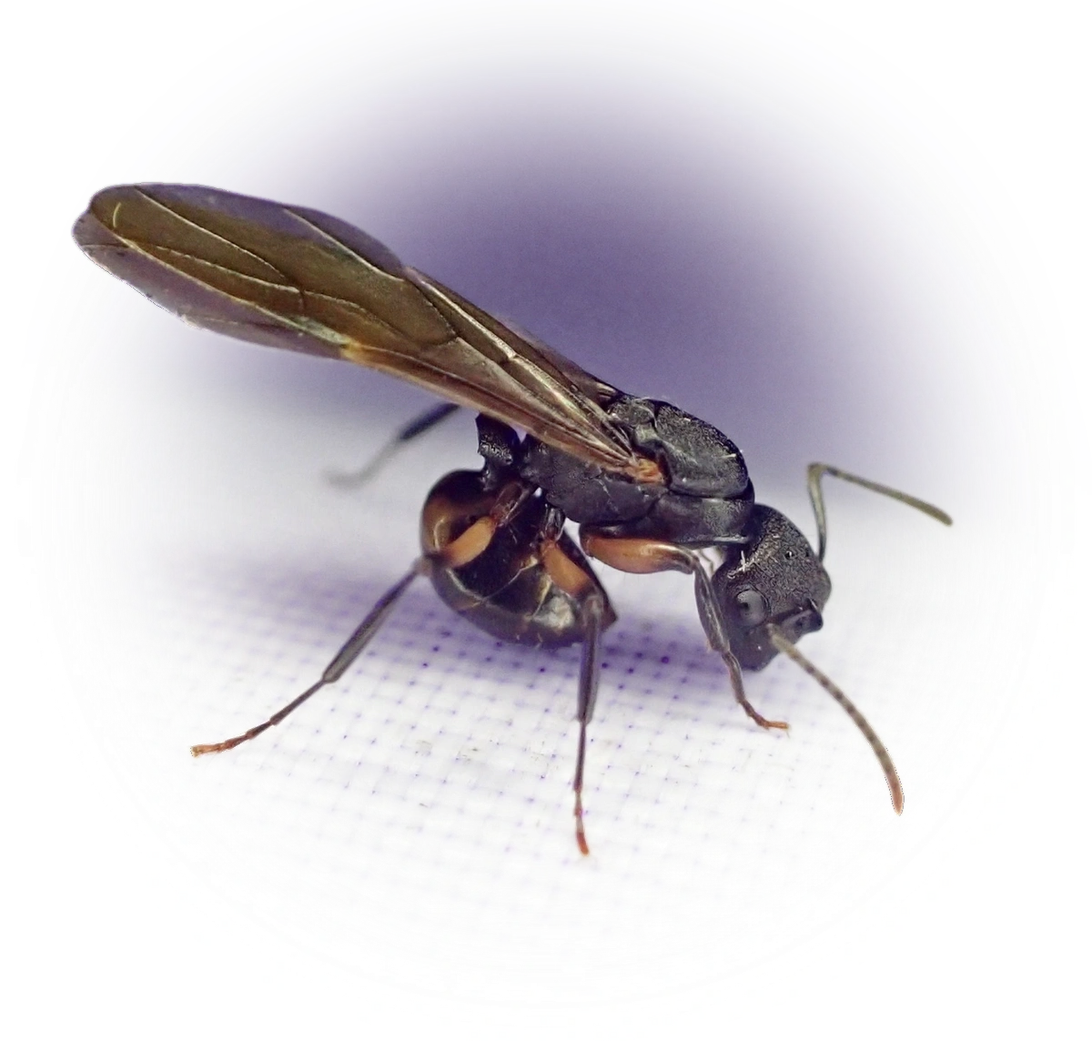 Scientific illustration of Polyrhachis femorata (Southern Broad-nosed Spiny Ant) - showing key identification features including head, thorax, and gaster.